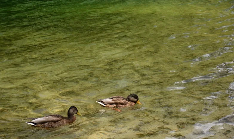 El eco de los platos rotos: una historia de amor y divorcio en Lima