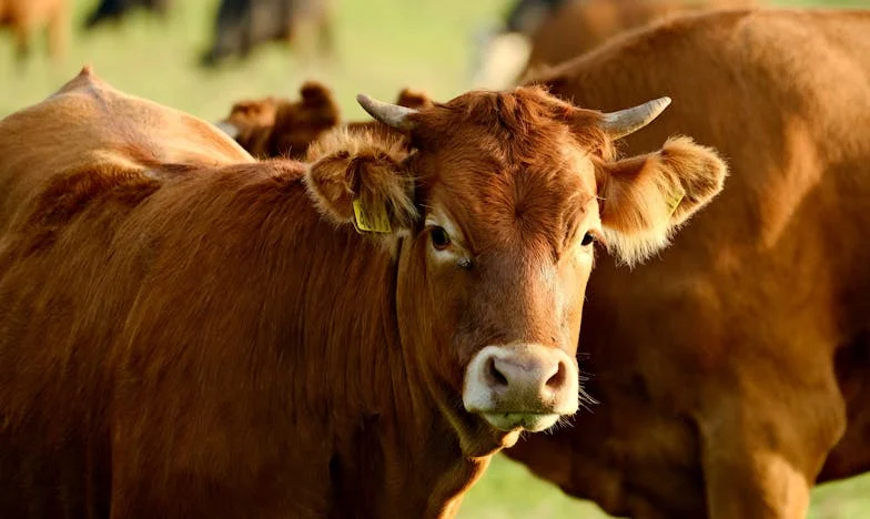El largo regreso: Entre el perdón y el silencio