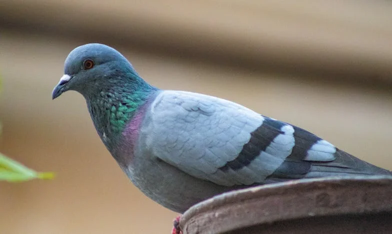 El precio de la fortuna: La historia de Lucía y Tomás en el corazón de México