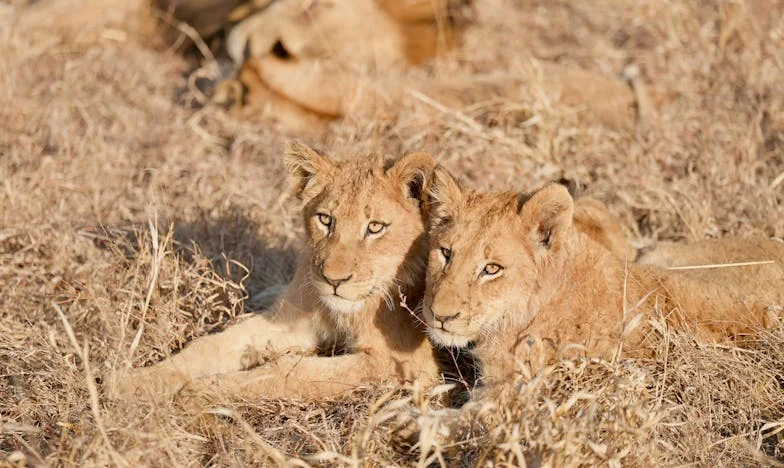 El último viaje de Mariana