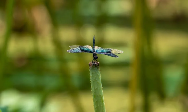 El verano que mi madre nos robó