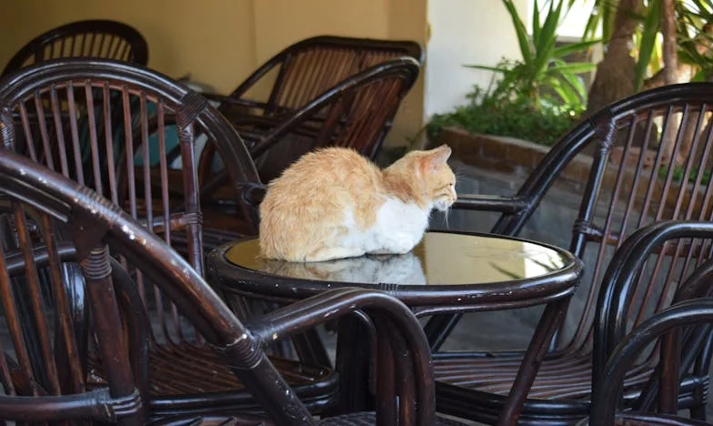 Entre el amor y el interés: La historia de Mariana y Julián