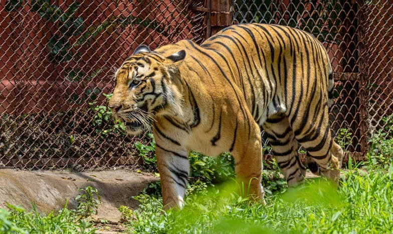 Entre el amor y el silencio: La abuela que no pudo callar