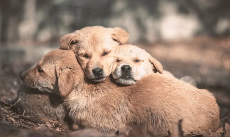 Entre el amor y la sangre: El diario de una nuera en guerra