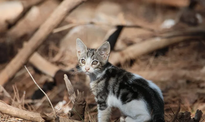 Entre la olla y el corazón: ¿De quién es la culpa cuando mi esposo critica mi comida?