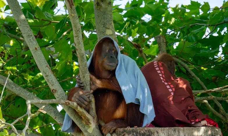 Entre la sangre y el amor: El precio de ayudar a mi hermana