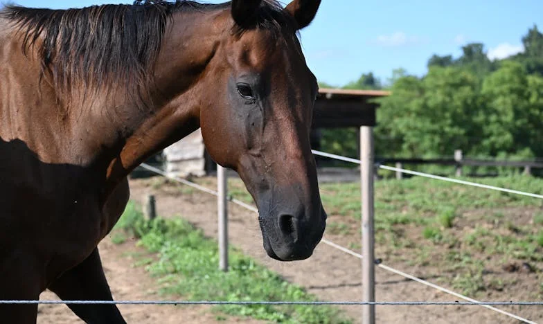 Entre la Sangre y el Sueño: La Decisión que Me Rompió el Alma