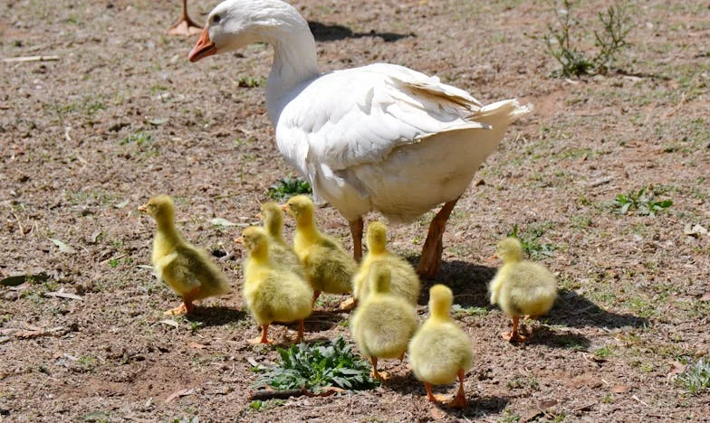 Entre la Sangre y la Paz: La Decisión que Rompió mi Familia