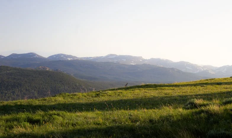 La Tía Rosa y el Umbral de Mi Paciencia
