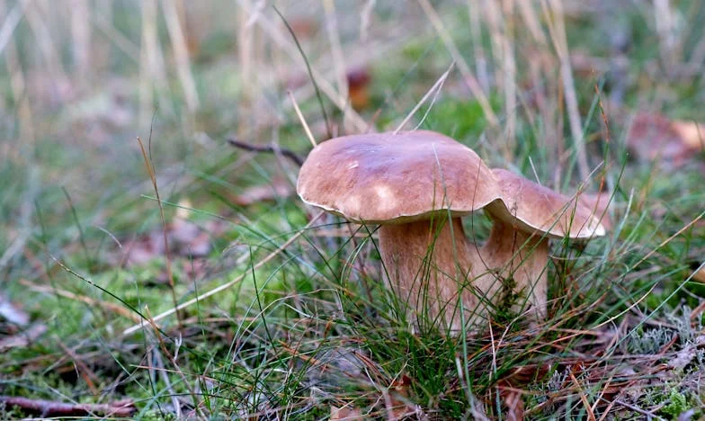 La verdad en la sangre: El secreto que destrozó mi familia