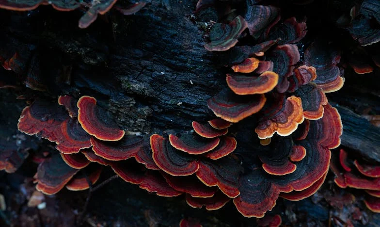 Lazos de Sangre: El Legado de Papá y el Hermano Olvidado