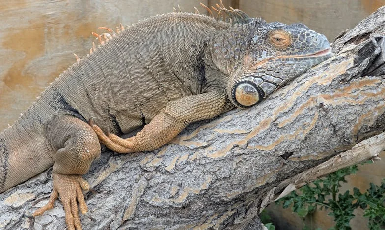 Más madre que mi propia madre: la amarga verdad de mi vida