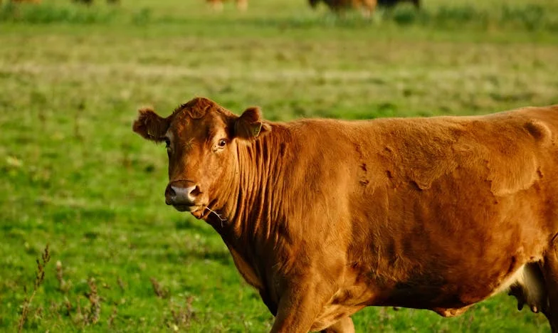 Mi esposo, el fantasma de nuestra casa: Entre la sombra de su madre y el peso del trabajo