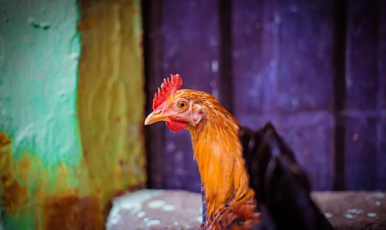 Promesas Rotos en la Calle Bolívar