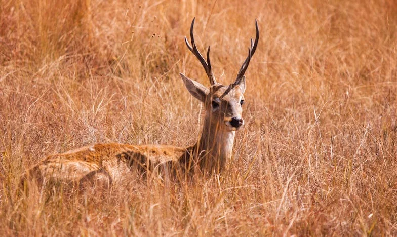 Puertas Cerradas: La Historia de Janina y Mi Familia