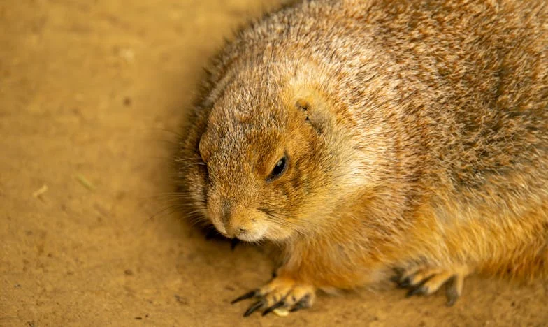 Sombras en la Sala: Mi Vida con Mi Suegra y la Búsqueda de Paz