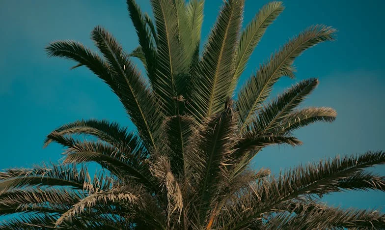 Traición y secretos: El tesoro oculto de mi madre