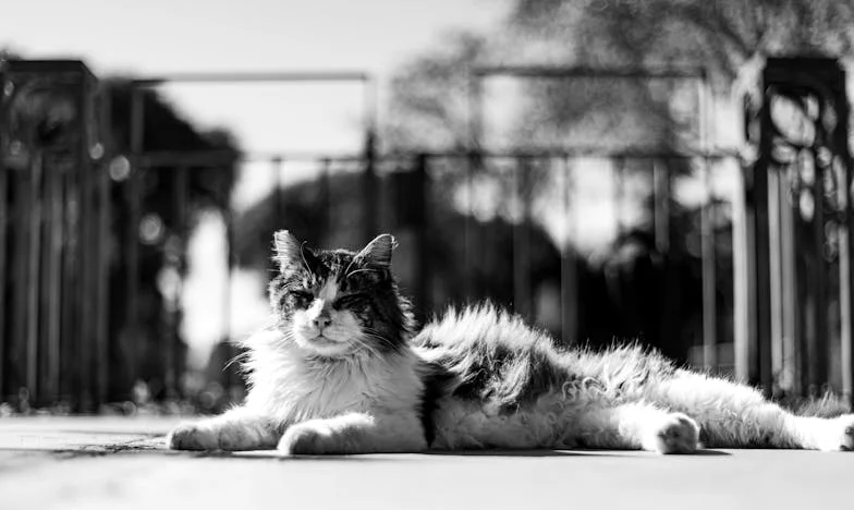 Un Día en la Cocina: Cuando Mis Esfuerzos Chocaron con Su Orgullo