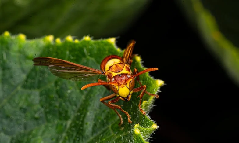 Un Regalo Demasiado Lejano: Entre la Sangre y el Sacrificio