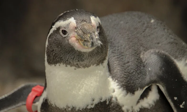 Un Suspiro Tardío: "Quise Vivir para Mí, No Solo para Mis Hijos y Nietos"
