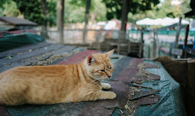 Volví a casa, pero ya no tengo hogar: el precio invisible de los sueños ajenos