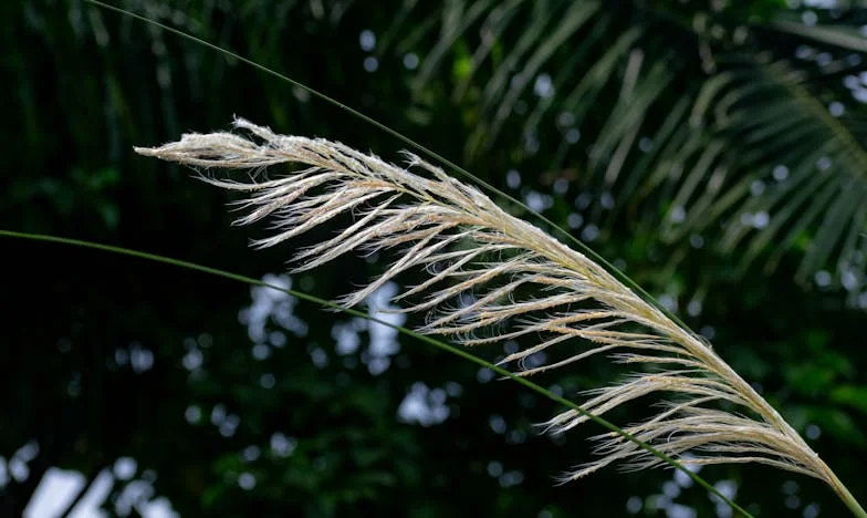 Y así sucedió… La historia de Emiliano