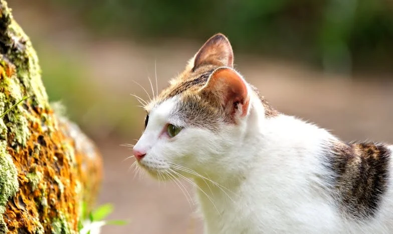 Cómo aprendí a decirle 'no' a mi suegra: Una historia de límites y amor
