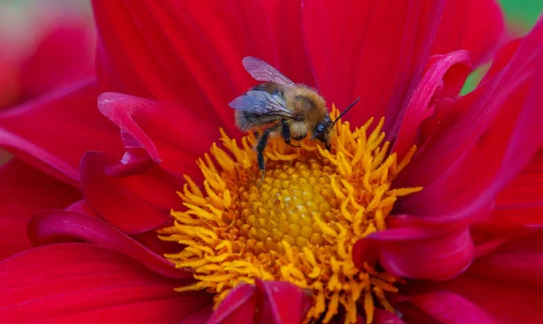 Cuando la sangre duele: Crónica desde la cama 32