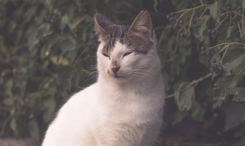 Cuando mi hijo abrió la puerta: El día que elegí la libertad