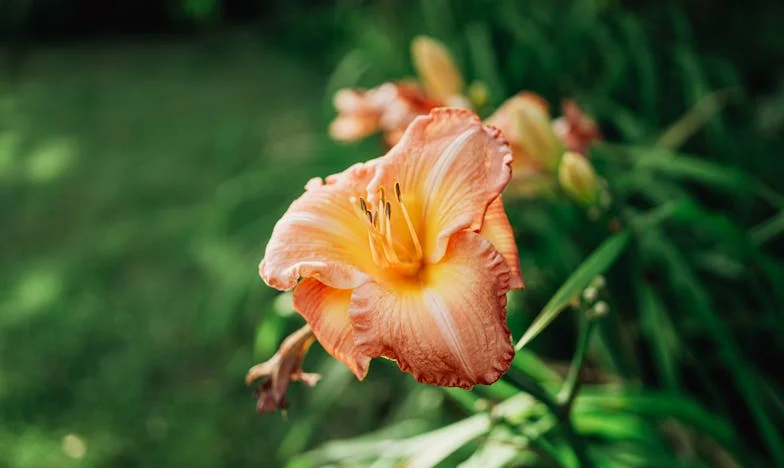 El día que mi suegra quiso mudarnos la vida