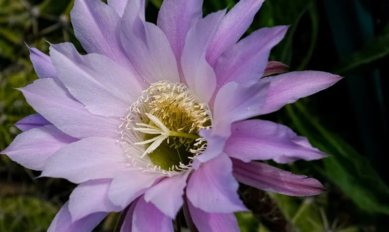 El eco de sus pasos en el pasillo: el día que llevé a mi mamá al asilo