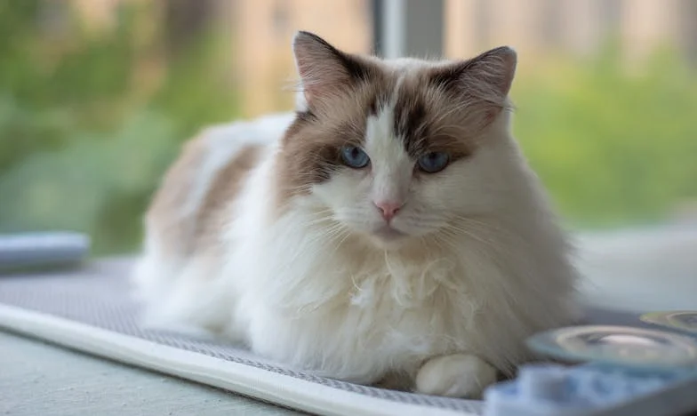 El precio de un verano: la abuela, la playa y el silencio de mi hija