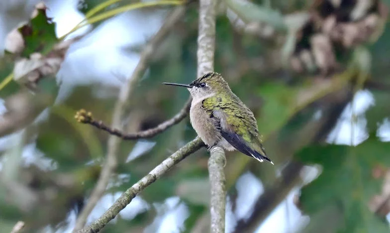 El Secreto de Julián: Entre el Duelo y la Verdad