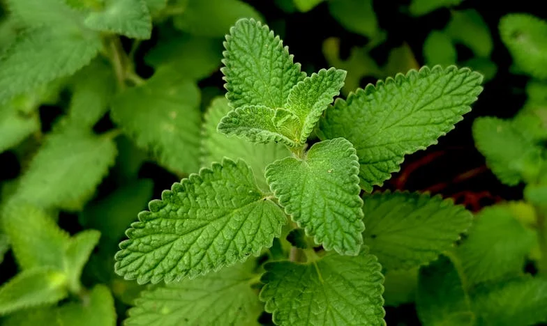 El secreto de las transferencias: una verdad que duele