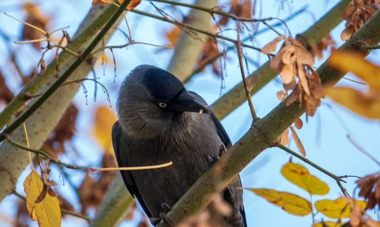 El Silencio de Valentina: Una Maestra en la Frontera del Dolor