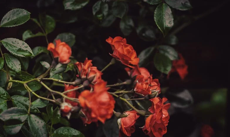 El Visitante Inesperado: Cuando la Familia Rompe el Silencio