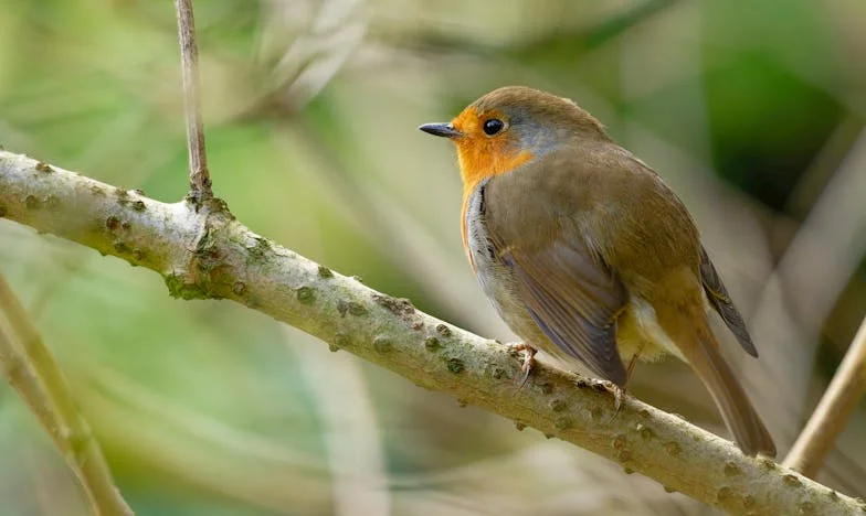 Entre Dos Fuegos: Cómo Luché por el Amor de Mi Madre