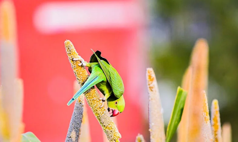 Entre dos fuegos: Cuando la familia divide el corazón