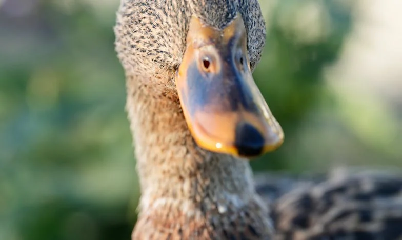 Entre la tierra y el silencio: Un año en casa de mi suegra