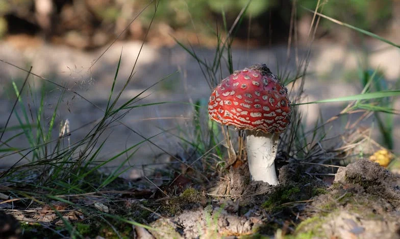 Entre Sacos de Papas y Recuerdos: El Silencio de Mamá