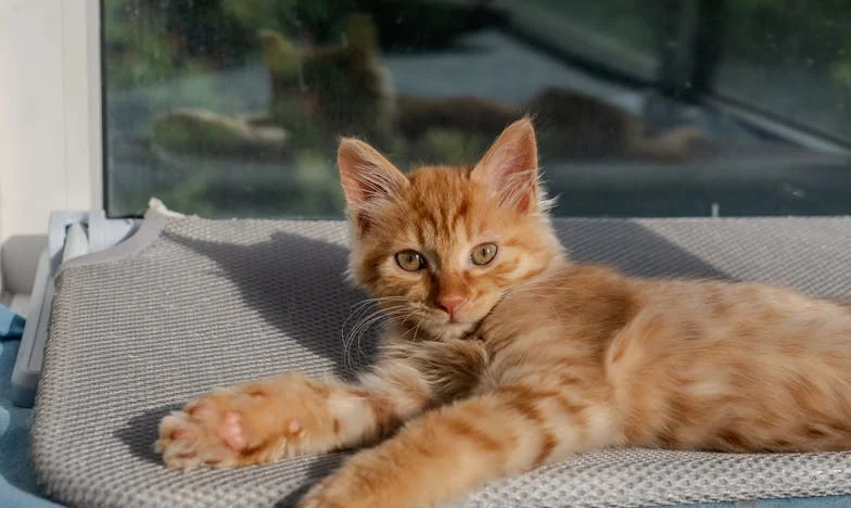 La casa donde los pantalones estaban prohibidos: una historia de rebeldía y perdón