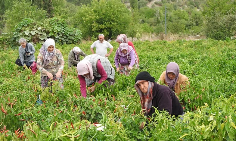 La Frontera Invisible: Cuando el Amor de Abuela Choca con los Límites Familiares
