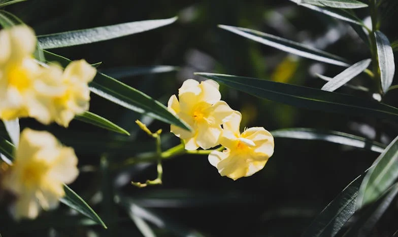 Mi hijo no será el anfitrión: Un choque de generaciones en la mesa familiar