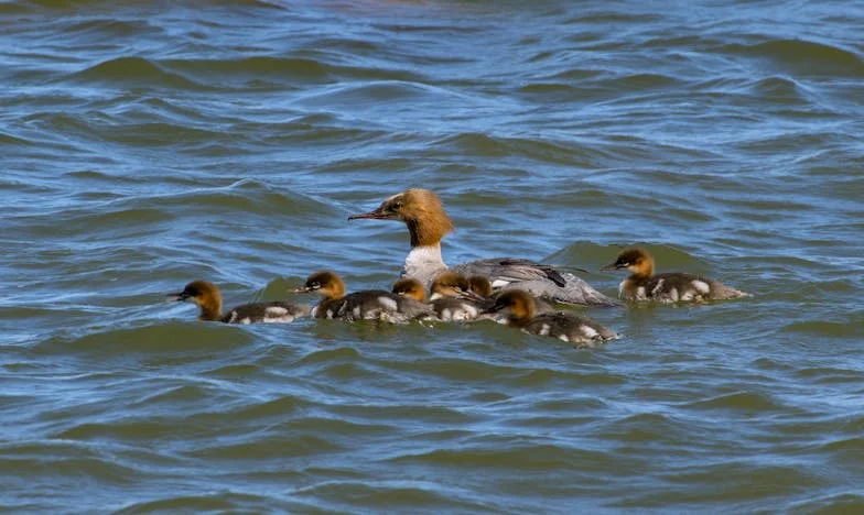 Secretos que desgarraron mi familia – Confesiones de una mujer mexicana