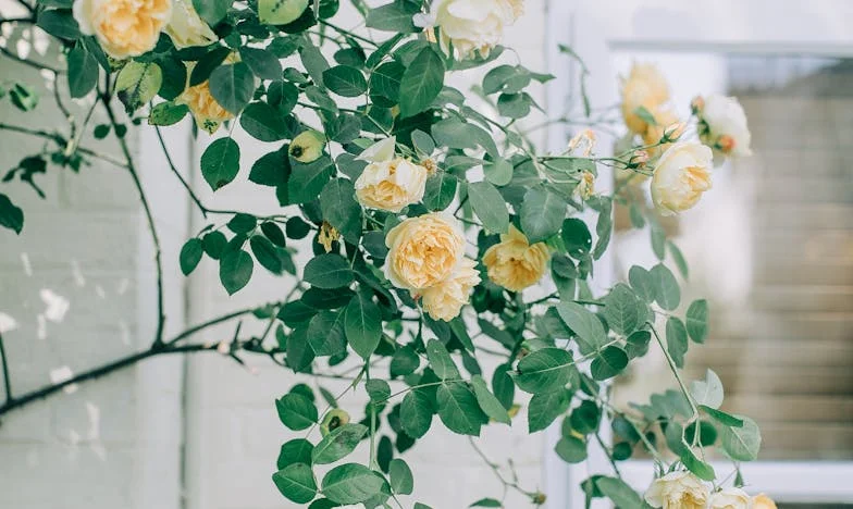 Silencio en la vecindad: Cuando tu vecino se convierte en tu enemigo