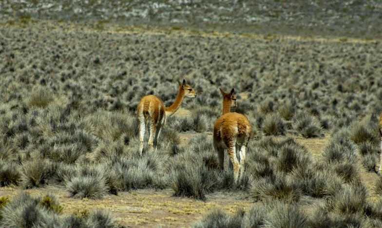 “Ahora no, Lucía, los adultos estamos hablando”: Mi vida en la sombra de mi propia familia