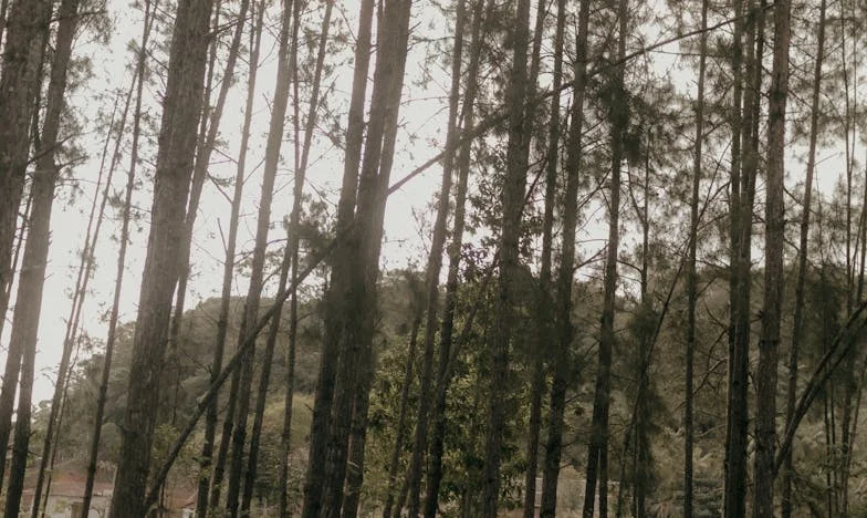 De Lágrimas a Risas: El Camino con mi Suegra, Rosa