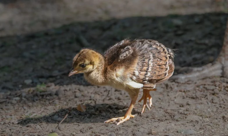Dividir la nevera, dividir la familia: Crónica de una convivencia imposible
