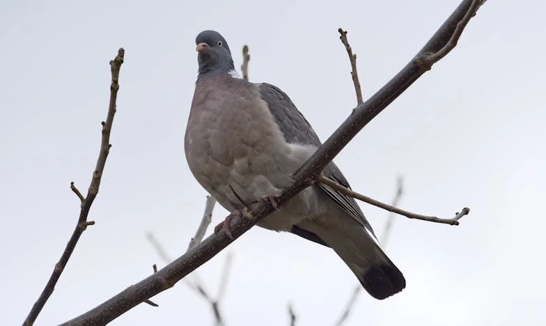 El día que descubrí el verdadero rostro de mi suegra después del accidente