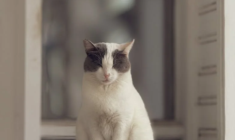 Entre Chuletas y Silencios: El Precio de la Mesa Familiar